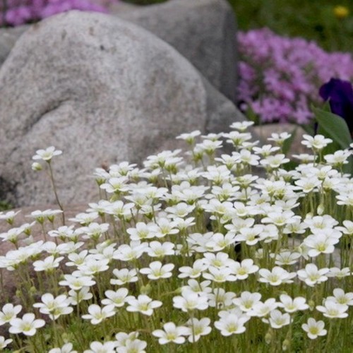 Saxifraga x arendsii 'Alba' - Arendsi kivirik 'Alba' P9cm/0,55L